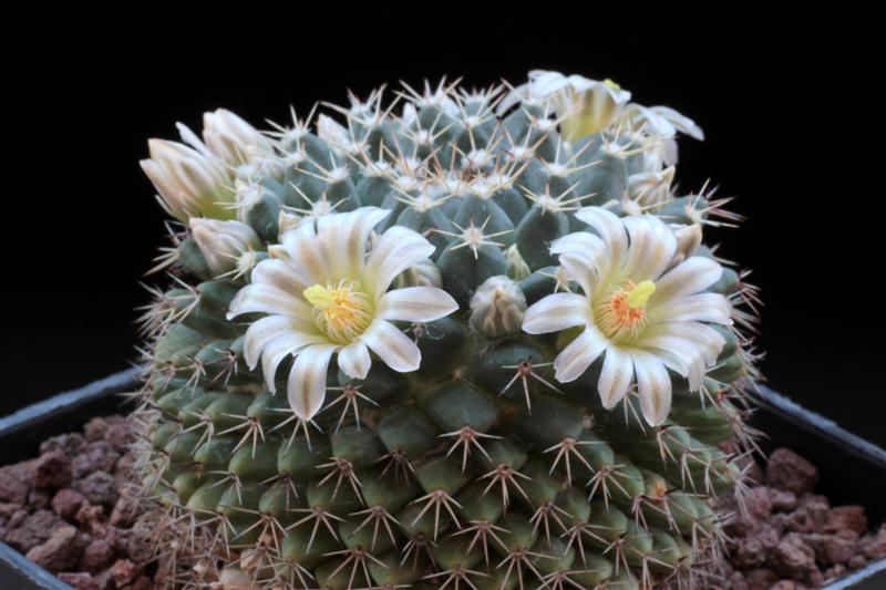 Mammillaria roseoalba SB 285