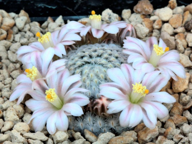 Mammillaria sanchez-mejoradae 