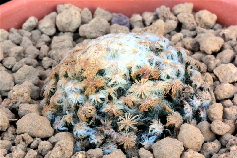 Mammillaria schiedeana v. plumosa 