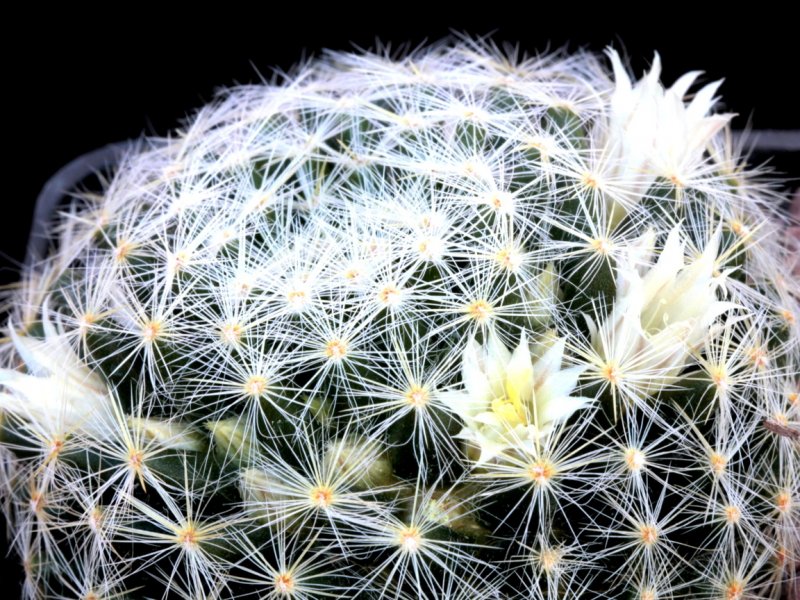 Mammillaria schiedeana ssp. dumetorum 