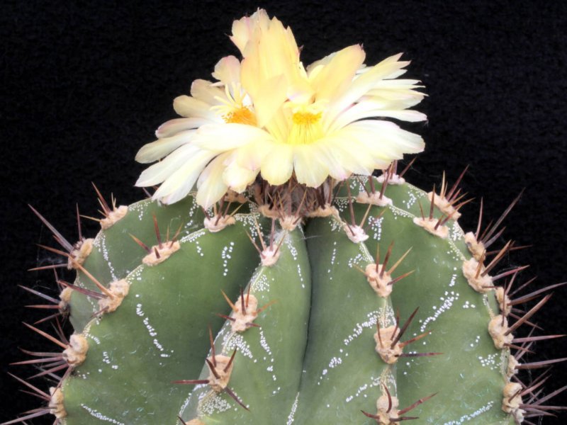 Astrophytum ornatum 