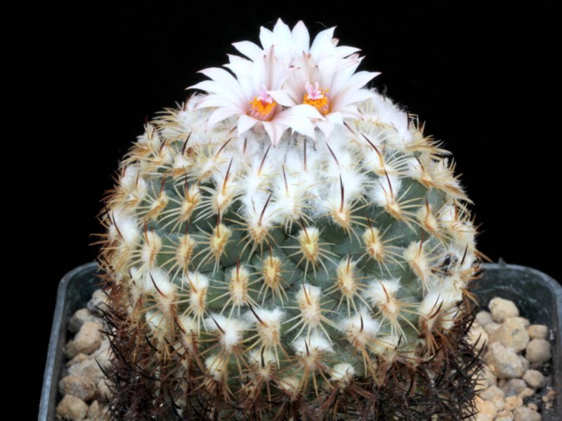 Turbinicarpus ysabelae BZ 33