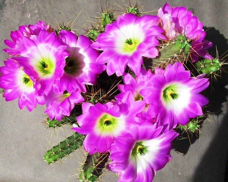 Echinocereus  pentalophus 