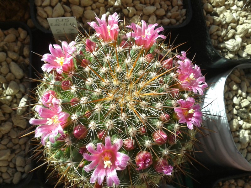 Mammillaria cv. ginsa-maru 