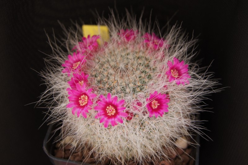 Mammillaria hahniana 