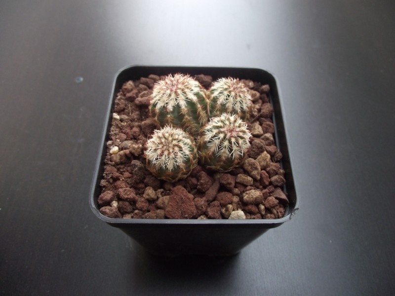 Echinocereus  viridiflorus 