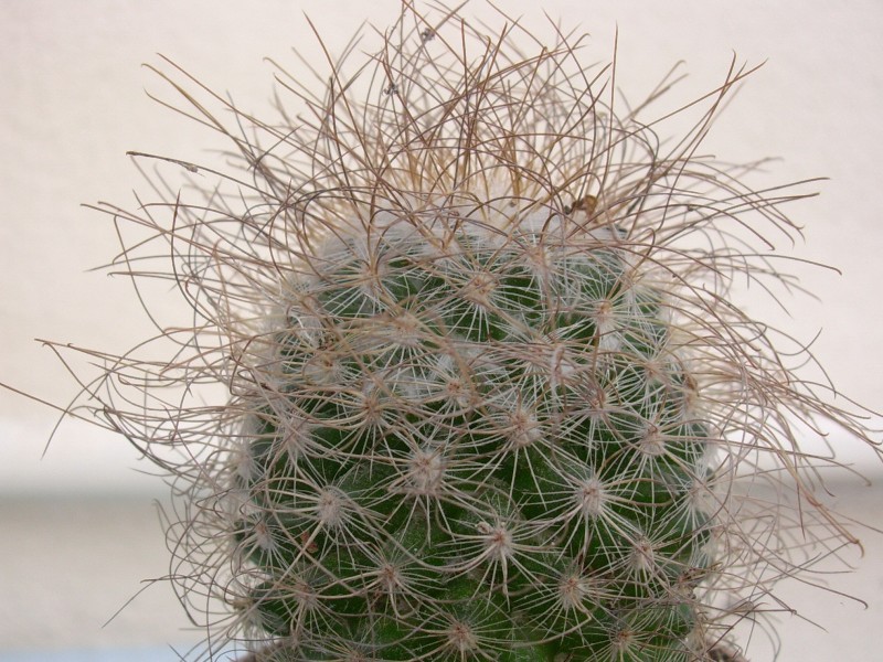 Mammillaria rekoi ssp. lepthacantha 