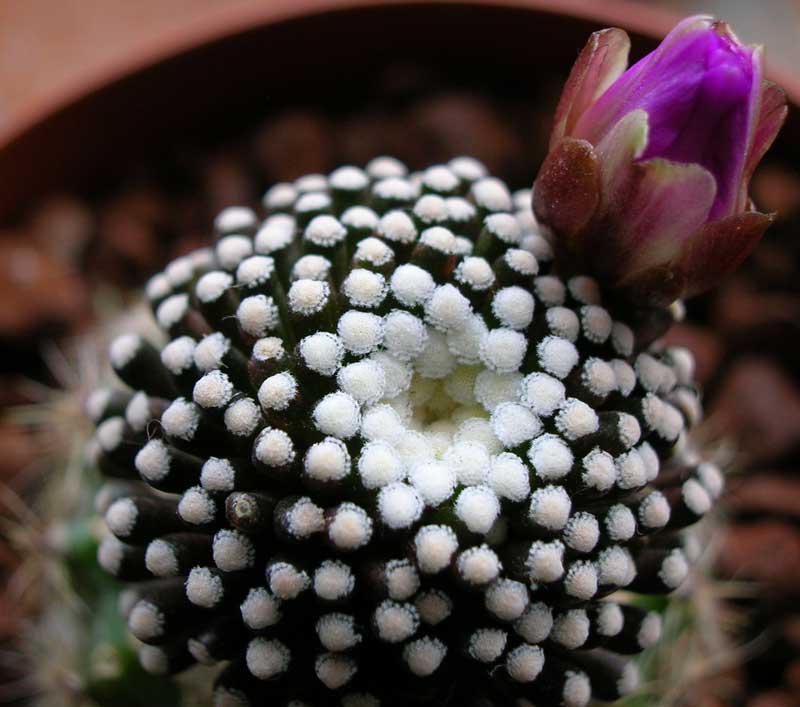 Mammillaria luethyi 