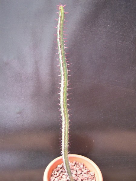 euphorbia odontophora