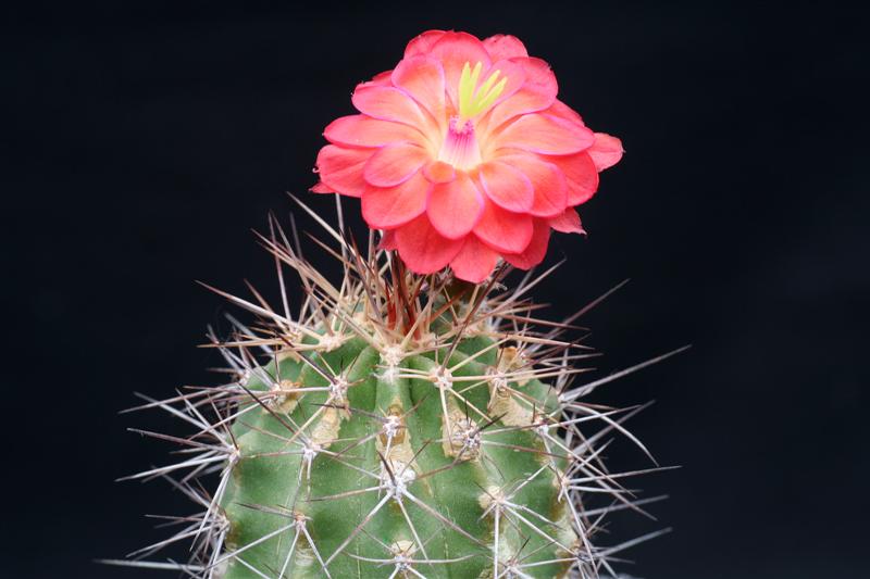 Echinocereus polyacanthus SB 191