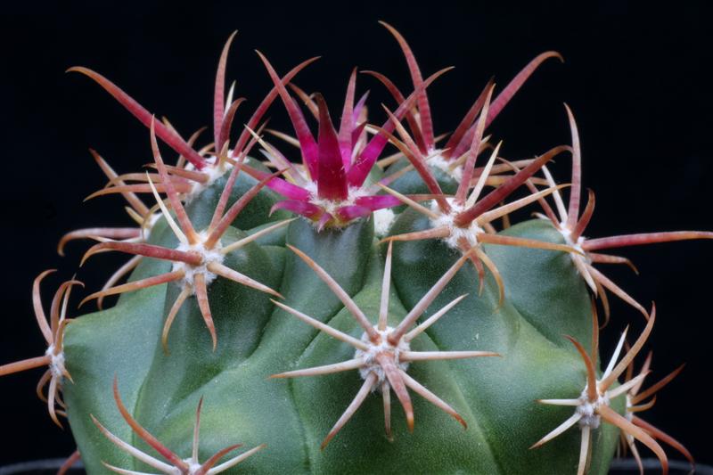 Ferocactus viridescens 