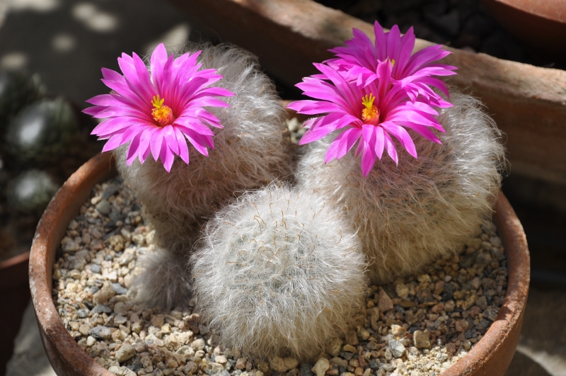 Mammillaria guelzowiana 