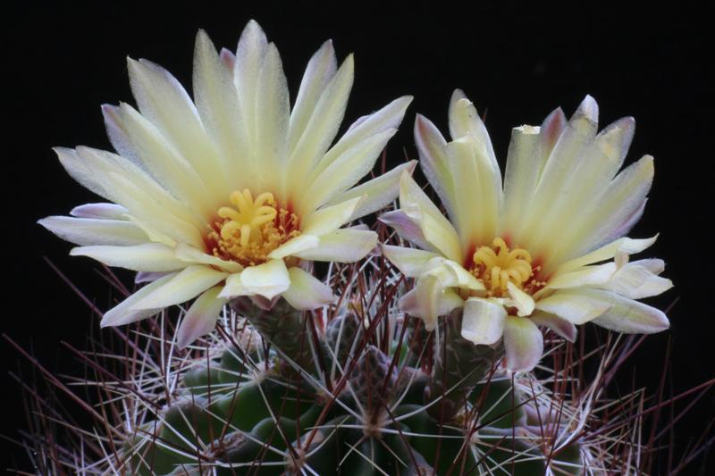 Thelocactus setispinus 