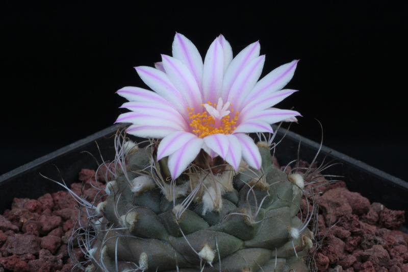 Turbinicarpus pseudomacrochele 