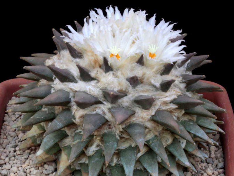 Ariocarpus retusus 