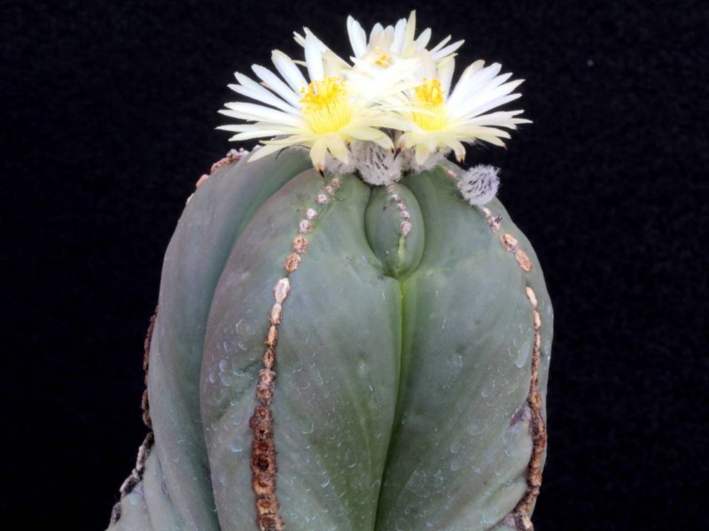 astrophytum myriostigma f. nudum