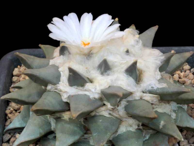 Ariocarpus retusus 
