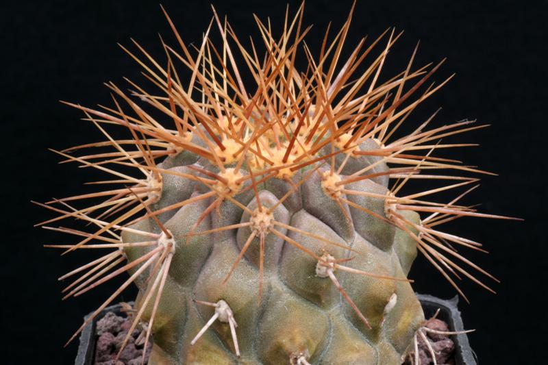 Copiapoa cinerea ssp. haseltoniana f. tenebrosa 