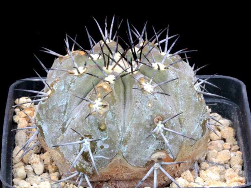 Copiapoa echinoides 