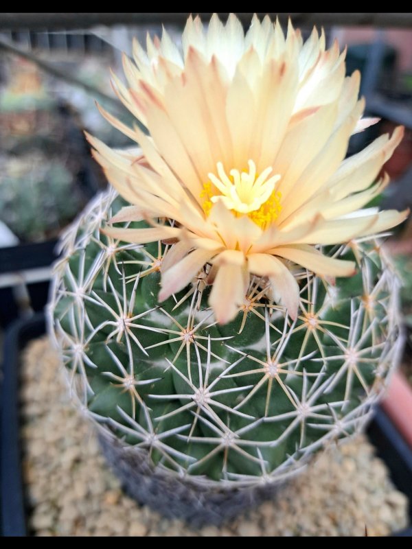 Coryphantha maiz-tablasensis 