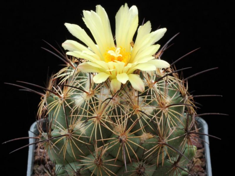 Coryphantha nickelsiae SB 552