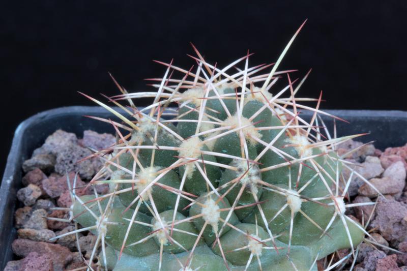 Coryphantha scheeri v. valida SB 138