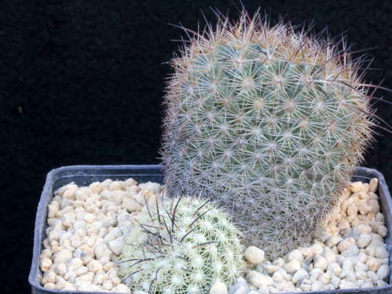 Coryphantha werdermannii 