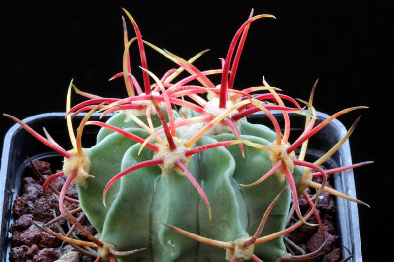 Echinocactus parryi 