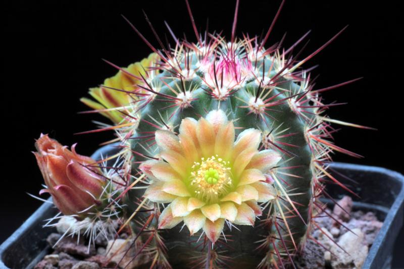 Echinocereus chloranthus ssp. rhyolithensis 