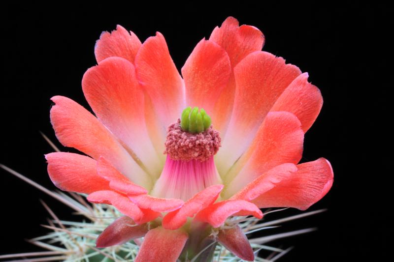 Echinocereus coccineus ssp. rosei SB 850