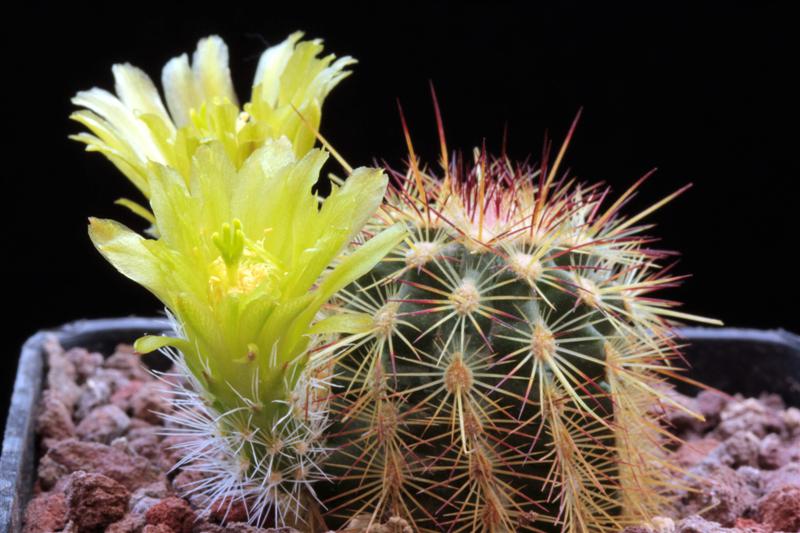 Echinocereus milleri 