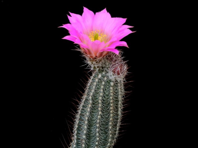 Echinocereus palmeri MAO 75