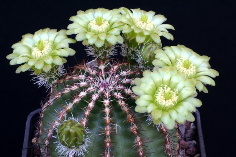 Echinocereus  viridiflorus 