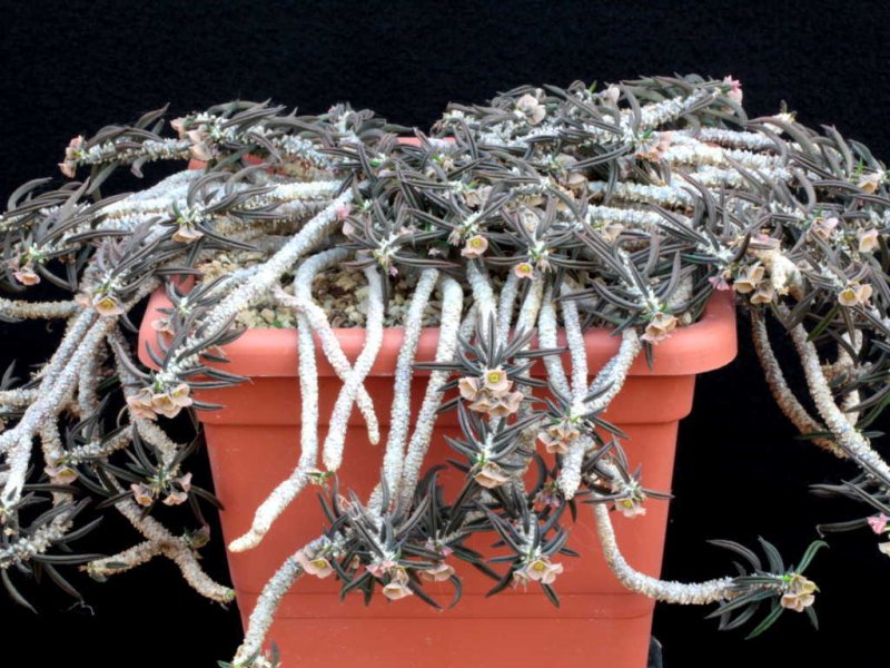 euphorbia cylindrifolia ssp. tuberifera