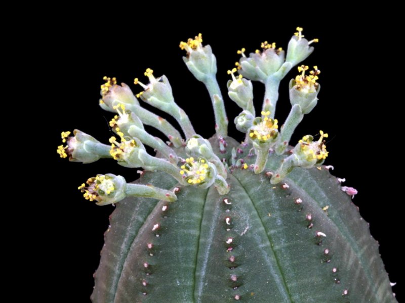 Euphorbia obesa 