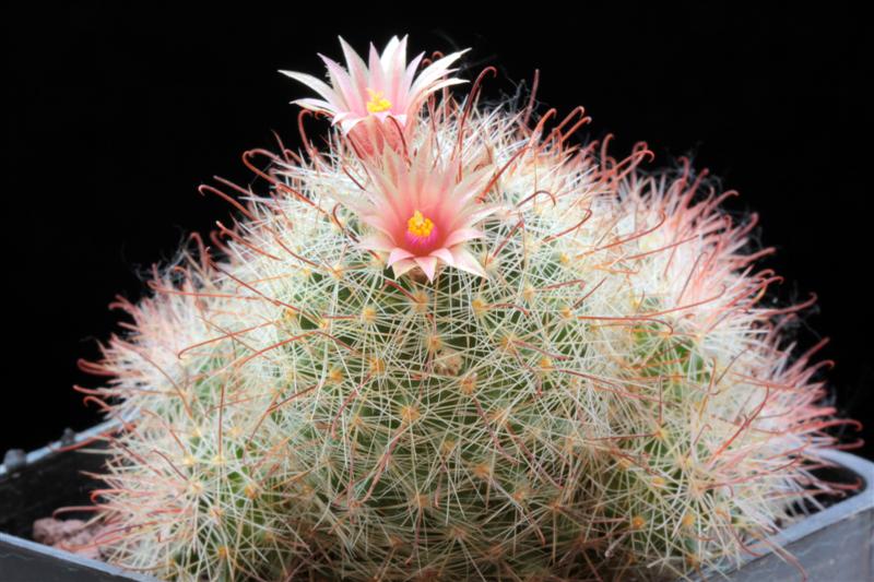 Mammillaria barbata 