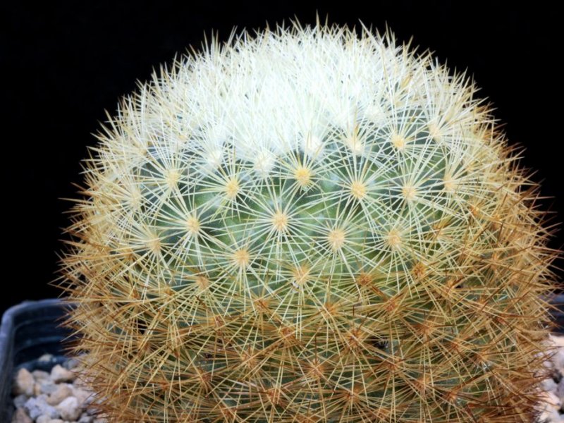 Mammillaria densispina 