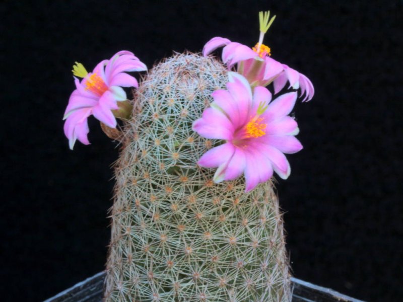 Mammillaria grahamii v. oliviae 