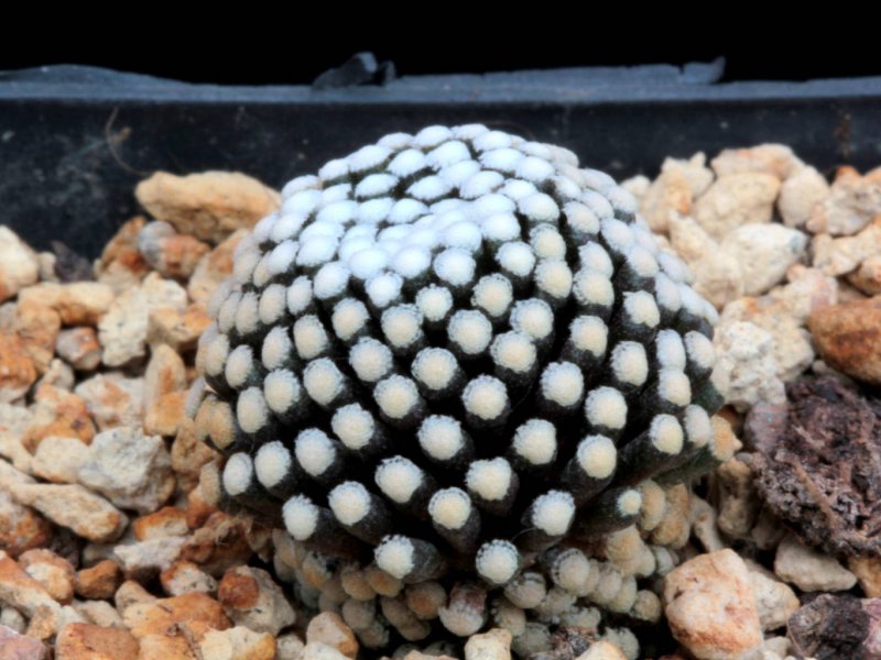 Mammillaria luethyi 