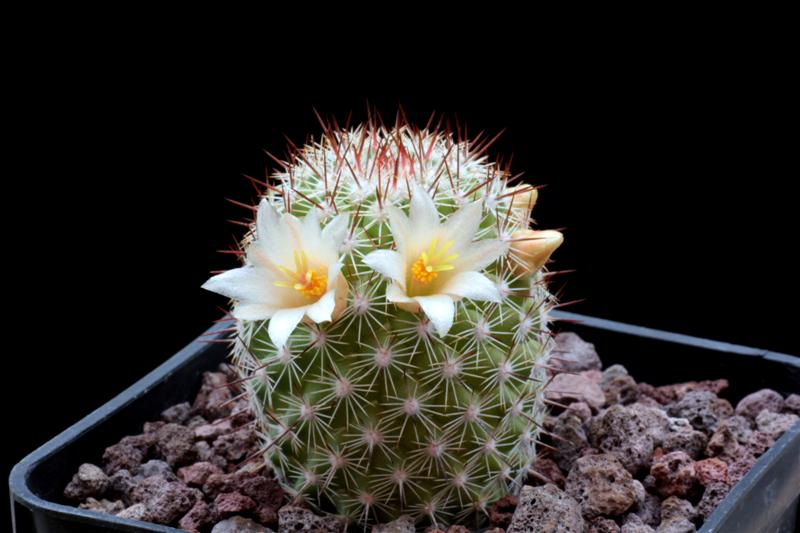 Mammillaria multidigitata 