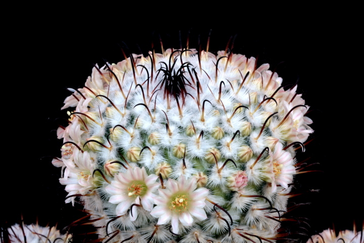 Mammillaria perezdelarosae 