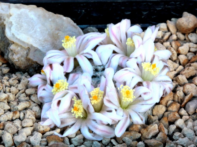 Mammillaria sanchez-mejoradae 