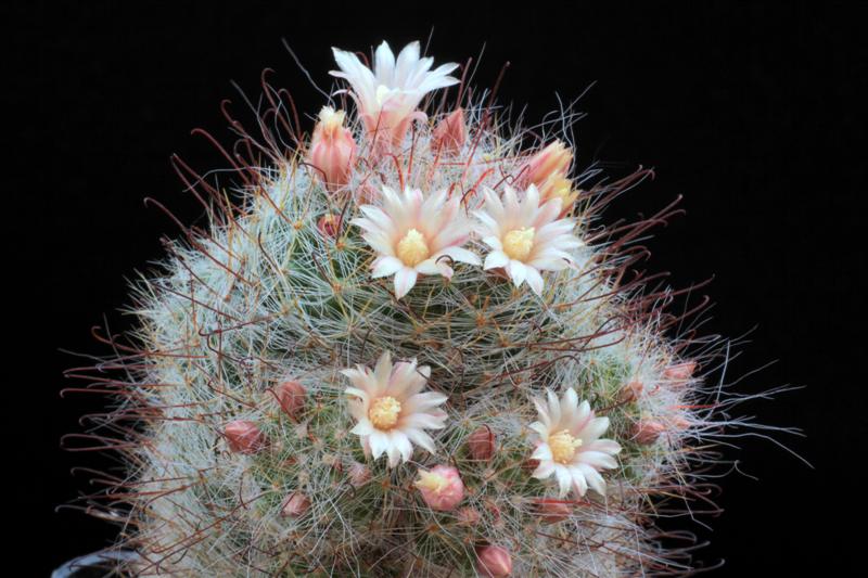 Mammillaria seideliana 