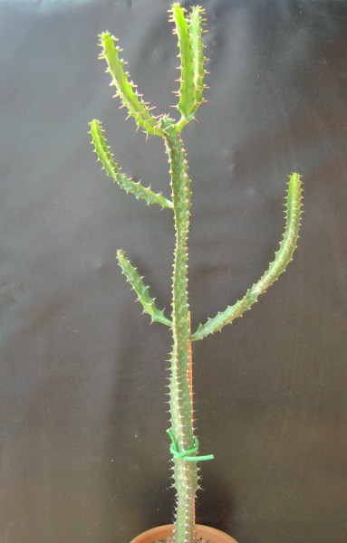 Euphorbia evansii 