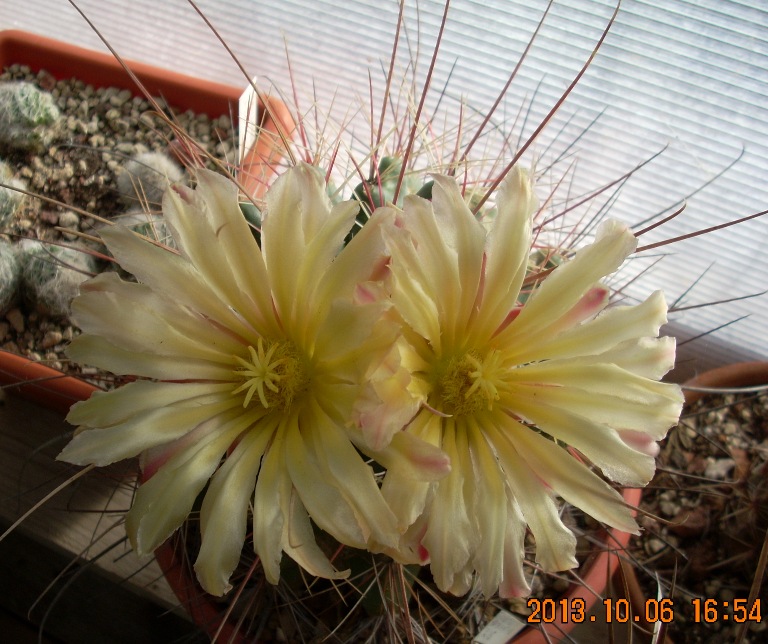 Ferocactus hamatacanthus 