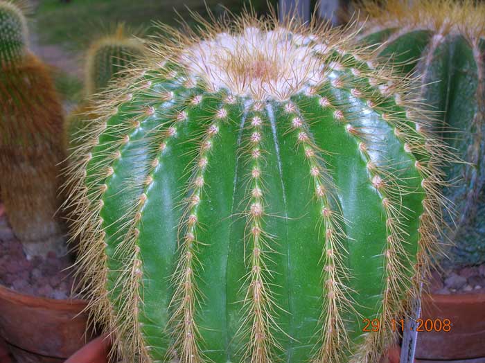 Notocactus schumannianus 