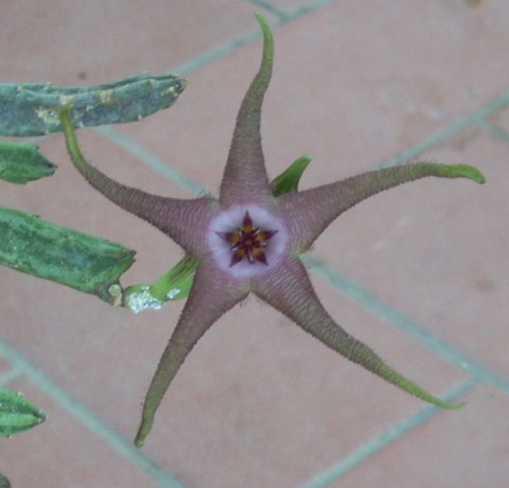 stapelia schinzii x flavopurpurea