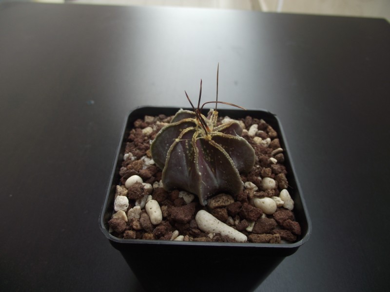 Astrophytum capricorne v. crassispinum 