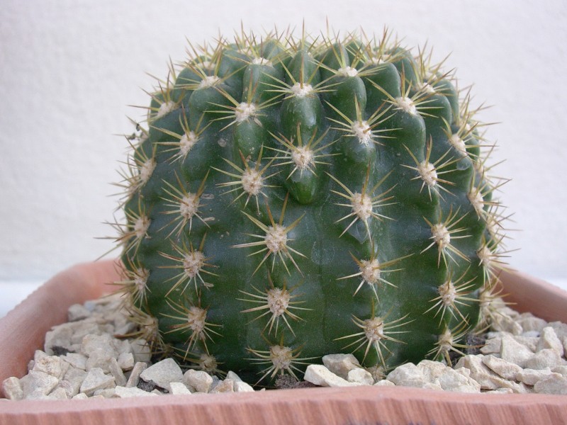 Lobivia tiegeliana 