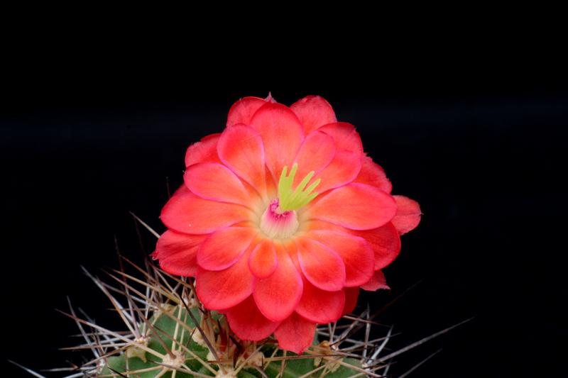 Echinocereus  polyacanthus SB 191